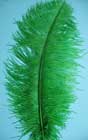 emerald green ostrich feathers
