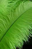 lime green or apple green ostrich feathers