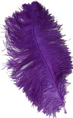 purple ostrich feathers