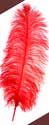 red ostrich feathers