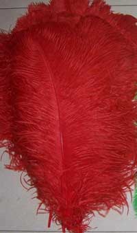 rose color ostrich feathers 